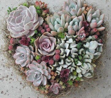 Succulents heart