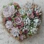 Succulents heart